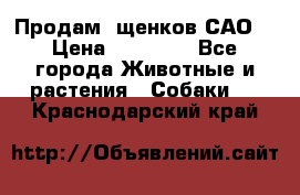 Продам ,щенков САО. › Цена ­ 30 000 - Все города Животные и растения » Собаки   . Краснодарский край